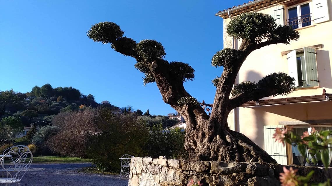 Contact l'Escale Provençale avec Olivier nuage dans l'entrée de l'Escale Provençale