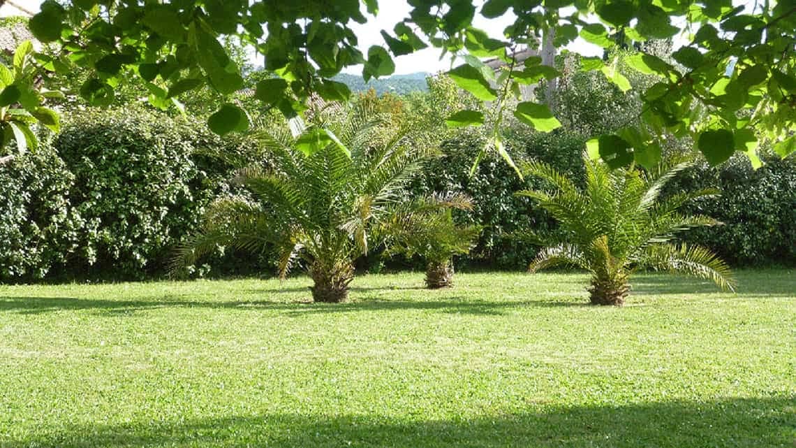 Palmiers dans le jardin