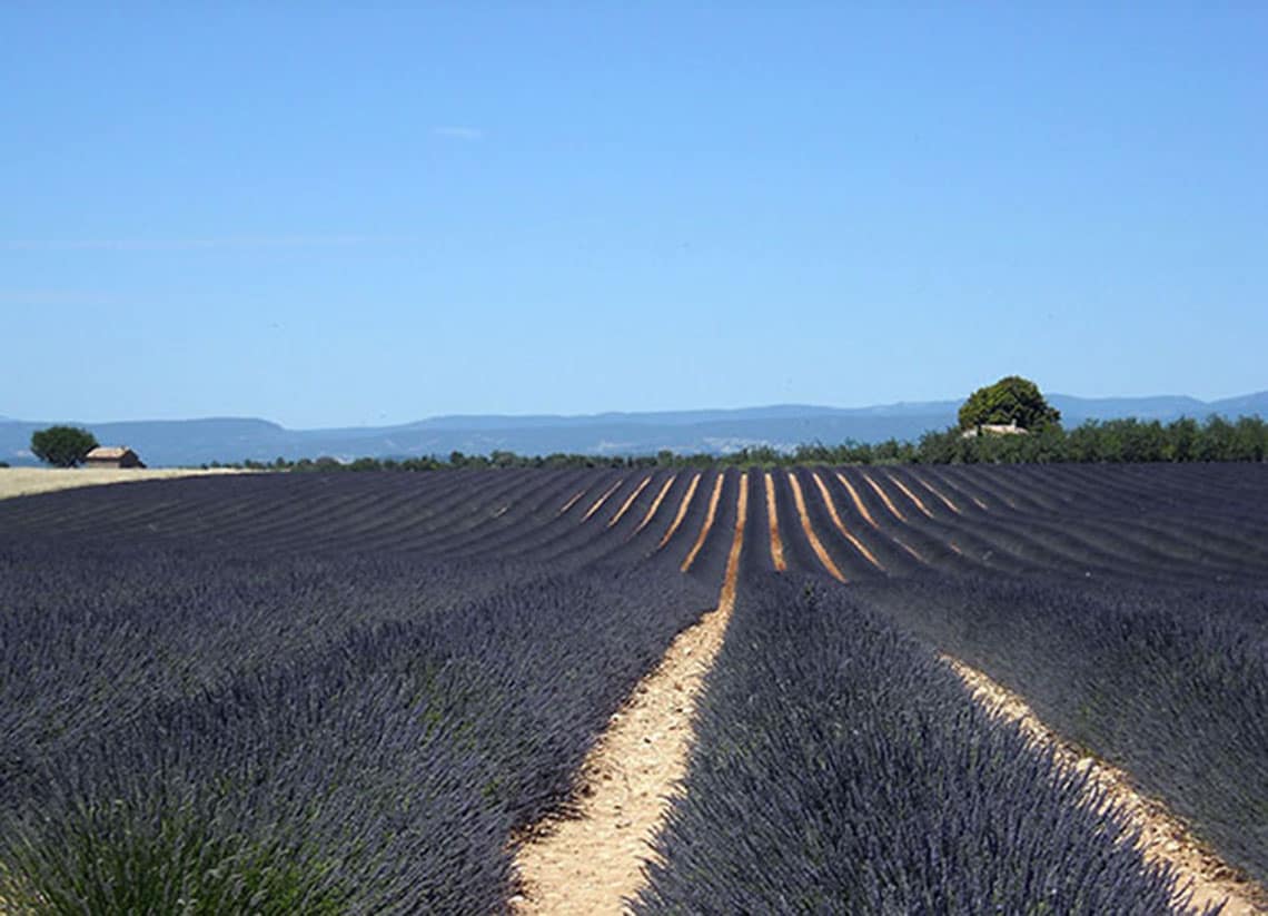 Plateau de Valensole