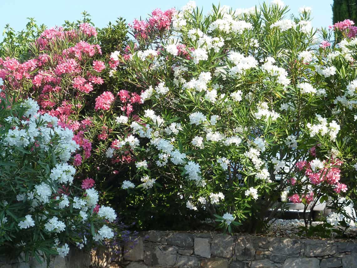 Lauriers fleurs dans le jardin