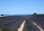 lavande sur le plateau de Valensole
