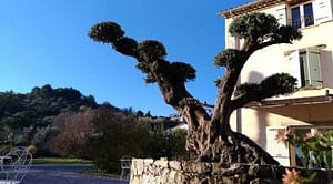 olivier-taillé en nuage sur la terrasse de l'Escale Provençale, B&B à Tourrettes (Var)