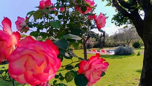 Roses à l'Escale Provençale