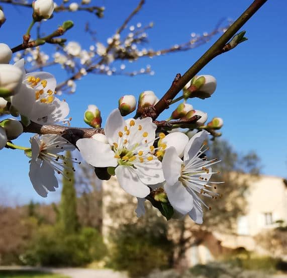 Environnement L'Escale Provençale