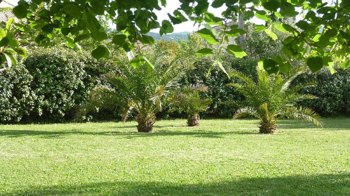 palmiers dans le jardin de l'escale provençale à Tourrettes