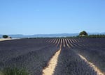 lavande sur le plateau de Valensole